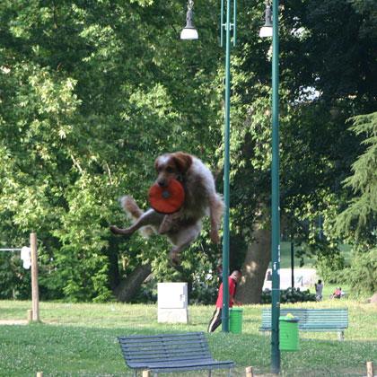 Sequenza fotografica di Pem, Epagneul Breton di 2 anni e mezzo, mentre gioca con il suo proprietario con il frisbee. Con