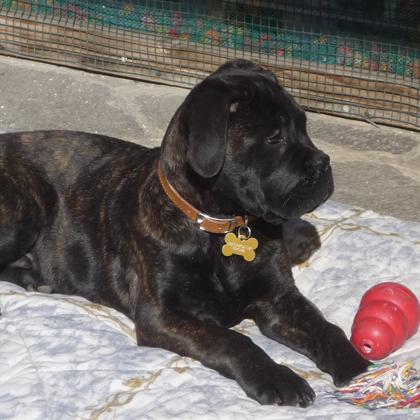 Haker simpaticissimo cucciolo di Bullmastiff di tre mesi si gode un po' di riposo dopo aver perlustrato accuratamente il