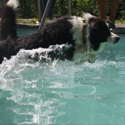 Mac Rush di Borderfarm si tuffa in piscina per prendere un gioco. Nuotare oltre a piacere, in genere, moltissimo ai cani