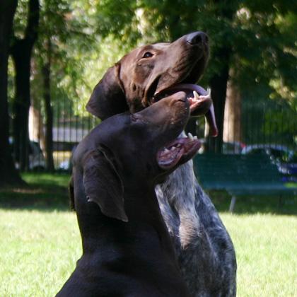 Set, un anno, e Tom, tre anni, bracchi tedeschi. Il bracco tedesco è un meraviglioso compagno di vita, molto esuberante