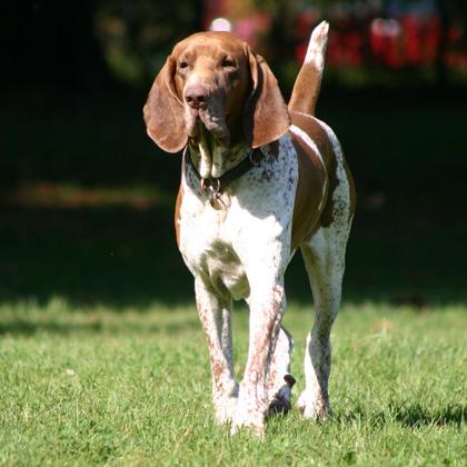 Jack è un possente Bracco Italiano di 4 anni, socievole sia con i cani sia con le persone. I continentali italiani sono