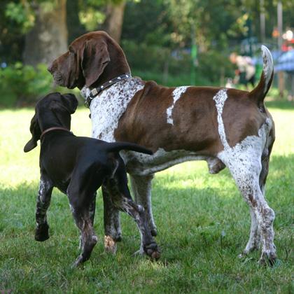 Falstaff, detto Staff, è un irruento cucciolo di Bracco Tedesco di quattro mesi. In questa foto si sta presentando con l