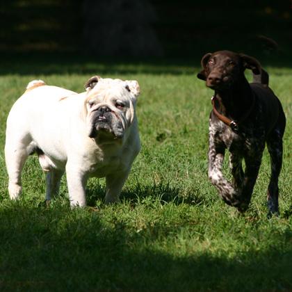 E' fondamentale dare ai cuccioli la possibilità di socializzare e imparare da cani adulti equilibrati. Obelix, bull dog