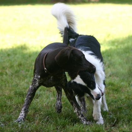 Sally, femmina di un anno di Border Collie, gioca con Staff, maschio di 4 mesi alla lotta