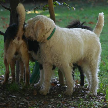 Gastone, spinone italiano di 5 anni, cerca di ottenere il maggior numero di informazioni sul maschio di lupoide annusand