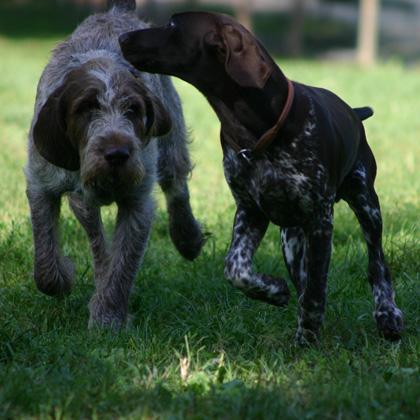 Pluto, spinone italiano di tre anni, sguardo fisso e posizione del corpo in avanti sta andando a sgridare Staff. A sua v