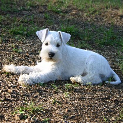 Blue cucciolo Zwergschnauzer di due mesi è appena arrivato dall'Olanda. Gli Schnauzer nani nonostante le loro ridotte di