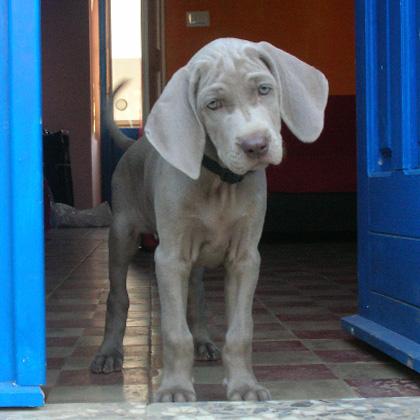 Medusa detta Duse è una cucciola di Weimaraner di tre mesi. Duse manifesta una grande propensione ad imparare nuove cose