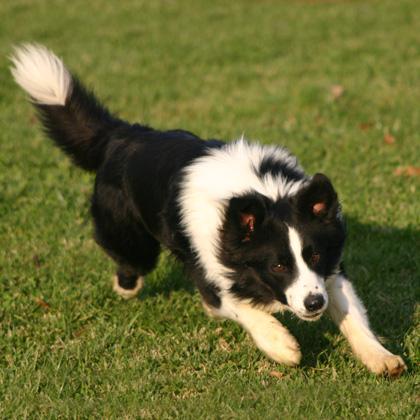 Mac Rush è un Border Collie di due anni, vivace, attento e buffo. Il Border Collie è un cane straordinario che necessita