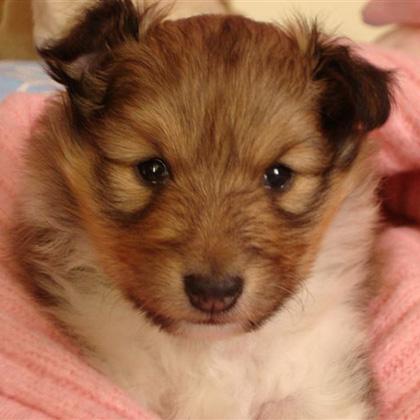 Meravigliosa cucciola di Shetland di 40 giorni. Lo shetland è un magnifico cane da pastore in miniatura allegro, affettu