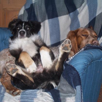 Pem giovane maschio di 3 anni, meticcio di Epagneul Breton, e Gun maschietto di 5 mesi di Australian Shepard vivono insi