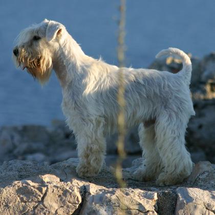 Mr King's Angelo Bianco detto semplicemente Tomas è un Zwergschnauzer di 5 anni. Tomas è un cane straordinario sempre fe