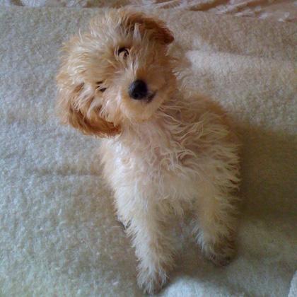 Beige, barboncino toy di tre mesi, è una cucciola molto curiosa e affettuosa. I barboni di qualsiasi taglia sono cani ch