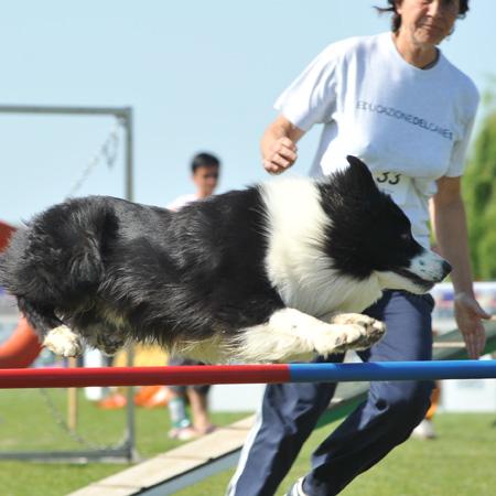 Mac Rush, due anni, esegue un salto di 60 cm con lo sguardo già fisso all'ostacolo successivo