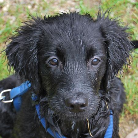 Glee bellissima cucciola di Flat Coated Retriver di tre mesi. Il Flat è un meraviglioso cane da riporto molto mite e con