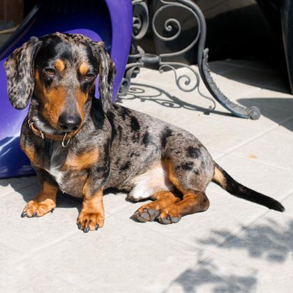 Henry è un meraviglioso bassotto arlecchino a pelo raso. Il bassotto è uno straordinario cane da caccia e più precisamen