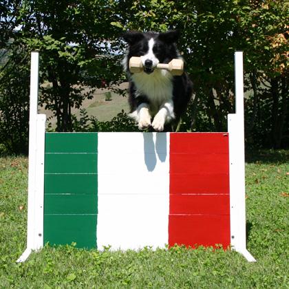 Mac Rush esegue il salto con riporto in legno che è uno degli esercizi della classe 2 di obedience. L’altezza del salto