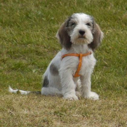 Dou Dou è una cucciola di tre mesi di Petit Basset Griffon Vendeen con un carattere solare e un cuore temerario e grinto
