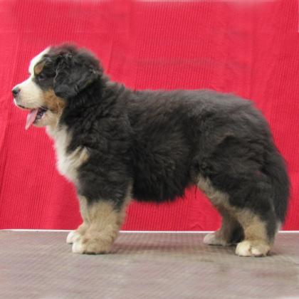 Gangi Ber Vel detto Nebbia, è un cucciolo di Bovaro del Bernese qui nella foto aveva forse una sessantina di giorni. Neb
