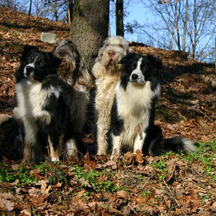 Cani equilibrati e ben socializzati possono convivere pacificamente. In questo gruppo i quattro maschi Arno, 10 anni, Ga
