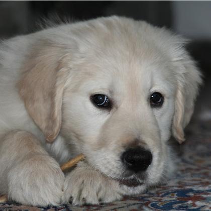 Leo cucciolo di Golden Retriever di tre mesi rosicchia soddisfatto un piccolo osso di bufalo. L'attività masticatoria è