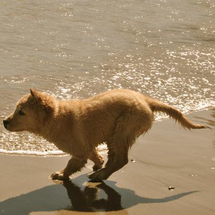 Blu Golden Retriever di tre mesi corre libero e felice sulla spiaggia. L'avvicinamento al nuoto deve essere fatto per gr