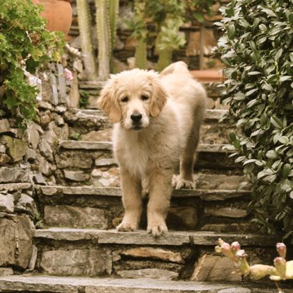 Blu Golden Retriever di tre mesi. Per il carattere spesso pacifico e solare il Golden viene indicato come cane ideale pe