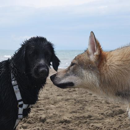 Glee giovane femmina di Flat Coated Retriver incontra una giovane Lupa Cecoslovacca evitando accuratamente di fissarla n