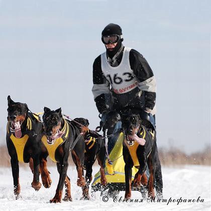 Straordinaria immagine di Eugenia Mitrofanova in cui vediamo un gruppo di magnifici Dobermann dell'allevamento SANT KREA