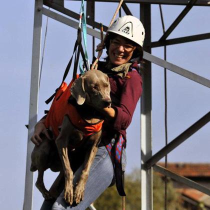 Duse, meravigliosa femmina di Weimaraner, durante un'esercitazione della Protezione Civile viene calata per la prima vol