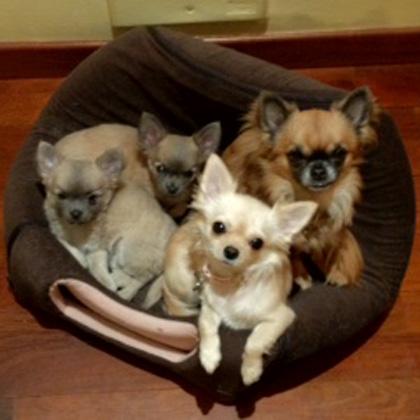 Una strepitosa famiglia felice di Chihuahua a pelo lungo, il padre Benicio di 3 anni, la madre Sofia di 2 anni e i figli