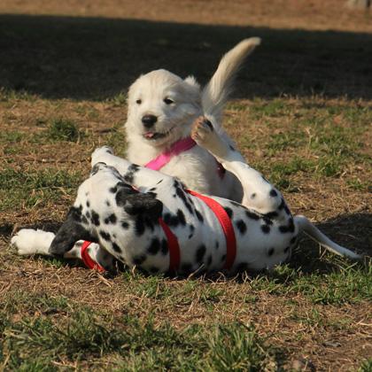 Nina, Golden Retriever, e Kiko, Dalmata, hanno entrambe due mesi e mezzo nonostante siano piccole e abbiano visto fino a