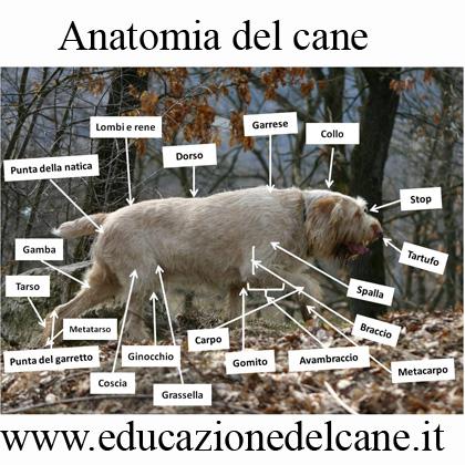 Un cane di razza risponde a delle determinate caratteristiche che vengono riportate nello standard di razza. Nel corso d