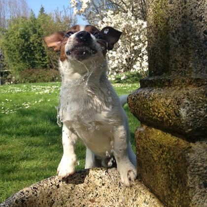 Rumba è un Jack Russell Terrier di 6 mesi, solare, viacissimo ed estremamente precoce in tutto. Spesso erroneamente, gra