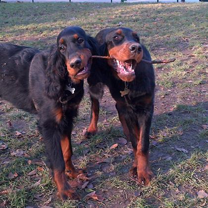 Gwen a sinistra e Vito a destra sono due fratelli di Setter Gordon di cinque mesi. Cuccioli meravigliosi, estremamente i