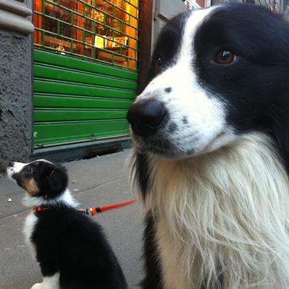 Spesso sento dire ho preso un altro cane per far compagnia al primo così lo rendo più felice. Non c'è niente di più ines