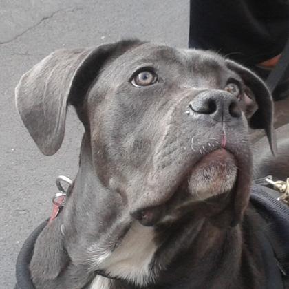 Gilda meravigliosa cucciola di cane Corso di 5 mesi, una cagnolina stupenda dallo sguardo ipnotico e accattivante.