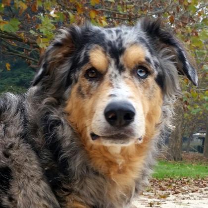 Tam è un meticcio di due anni e mezzo che ama stare in mezzo alla gente e ai bambini. Con i cani non sempre si comporta