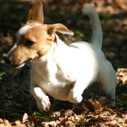 Amara, Jack Russel di 6 mesi, nanetta tra i giganti conquista tutti con la sua dolcezza