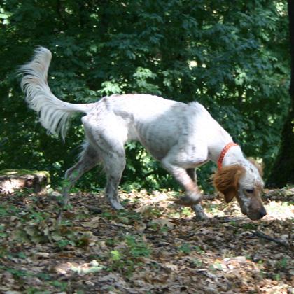 Amelie, Setter Inglese di un anno, gioiosa, testarda e affettuosa