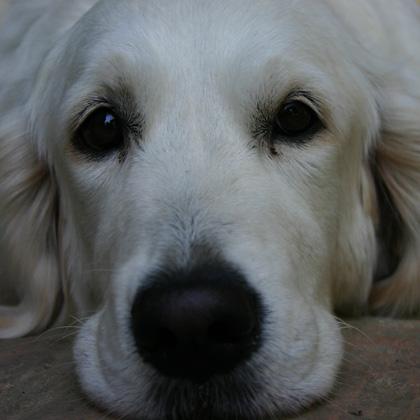 Amina, Golden Retriever di 4 anni, la principessa bionda adora fare trekking e nuotare, guarda i cani con un certo dista