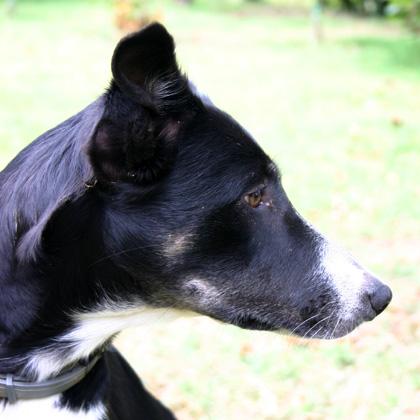 Bacchetta, Border Collie smooth di 18 mesi, decisa e forte ma allo stesso tempo docile e coccolona è una cagnolina dall'