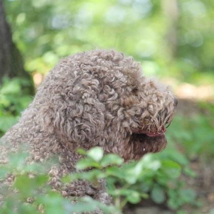 Bea, incrocio Lagotto di 2 anni, straordinaria compagna di avventure sa sempre dove stare e come comportarsi