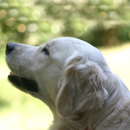 Cannella, Golden Retriver di 3 anni, impone un po' la sua presenza con gli altri cani per lei esiste solo un possessivo:
