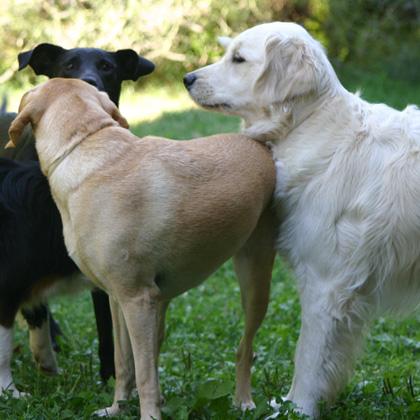 Alita e Joy stessa età, stesso temperamento, stessi interessi e tanti chiarimenti simulati