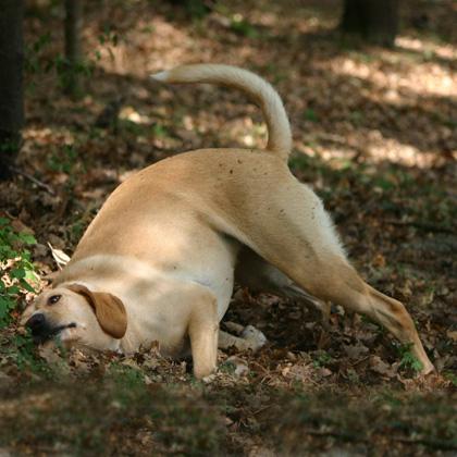 Il linguaggio olfattivo ha un ruolo determinante per un cane, qui Alita è impegnata nel mimetismo da brava predatrice st
