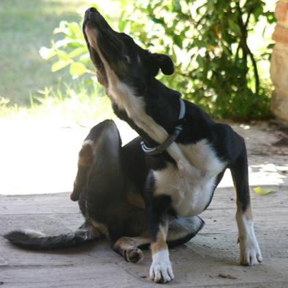 I Triks aiutano il cane a sviluppare maggior coordinamento e visto che si passa molto tempo insieme per poterli insegnar