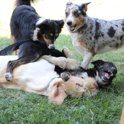 Il gioco collettivo fisico è possibile solo fra cani giovani o membri dello stesso gruppo