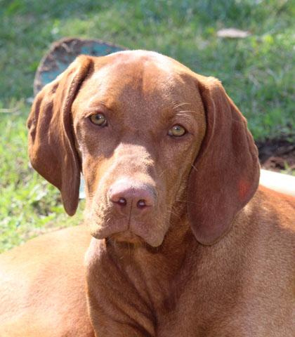 Agnes, Bracco ungherese di 4,5 mesi. Il bracco ungherese è un cane dolce, docile, dinamico, a volte testardo, come tutti