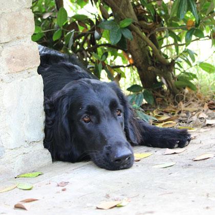 BuBu, Flat Coated Retriever, femmina di due anni è una cagnina spettacolare: gioiosa, mite, simpatica e assolutamente ub